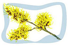 Hamamelis